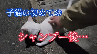 子猫の初めてのシャンプーの、その後。