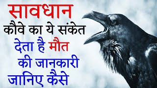 कौवे का ये संकेत देता है भविष्य में मृत्यु और धन की जानकारी | कौवे सर पर बोलने का मतलब |