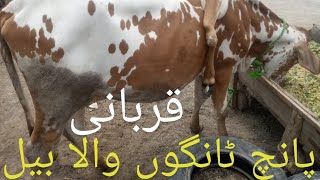 Maveshi Mandi Sa dhoond K Layi Ho | Qurbani Mubarak (Bakra Eid) Full Kids Nasheed 2023 | Bakra eid