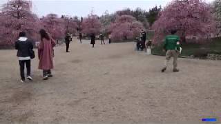 鈴鹿の森庭園 しだれ梅まつり ②4K