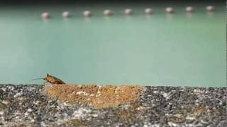 ツノアオカメムシとお散歩１　Take a walk with a Stinkbug（Pentatoma japonica）.