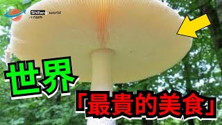 一個披薩7.8萬、一瓶礦泉水價值68萬！盤點世界上最貴的七種美食#十方世界  #世界 #奇聞 #冷知識#國家#世界排名#top