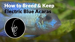 Tankful Thursday Ep 8 - How to Breed and Keep Electric Blue Acaras