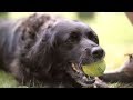 Dogs!  Learning about Dog Facts for Kids