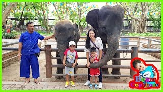 น้องบีม | ช้างจระเข้มายากล เที่ยวนครปฐม ฟาร์มจระเข้สามพราน