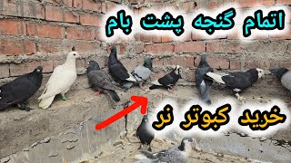 خرید ۲۰ عدد کبوتر نر برای گنجه پشت بام میخام جلد کنم بپرونم