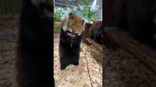 【日本平動物園】かずのこ(155日齢)🦝二足立ちでリンゴを食べる[Nihondaira Zoo] Red panda Cub Kazunoko and his mom, Nico.  #Shorts