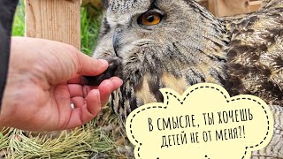 Why do I not want the owl Yoll to reproduce, but I want chicks from the scops owls and other owls