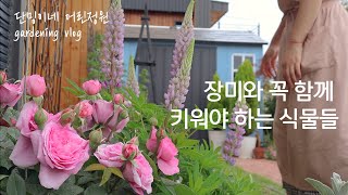 Plants that must be grown with roses/Garden rose companion plants/Danmingine Gardening vlog