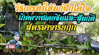 วิธีการทำให้นกฝึกได้ใจเกิดความเคยชินสู้นกดีสูตรอาจารย์กุ๊ก #ป๋องห้วยราช #นกเขาใหญ่ #ฝึกนกต่อ