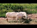 south african oryx gemsbok large oryx genus antelope.