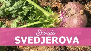 Skördar svedjerova i min trädgård