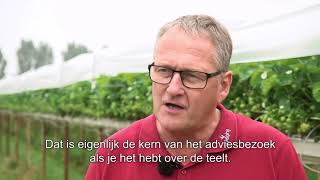 Adviesbezoek in aardbeien met Ad van Laarhoven  (NL)