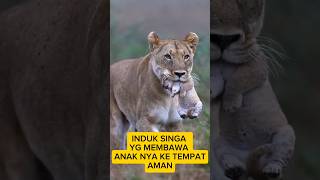 Singa betina yg membawa anak nya#babylionvideos  #vidioviral #fyp