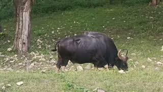 பாகுபலி மாடு!! Indian Guar//, Bison,// wildebeast , Grazing in the forest...