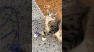 Cat’s Secret Power Is Unleashed By…String! 💃😂🧶 #shorts #cutecat