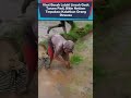 viral seorang bocah menanam padi #ideberkebun #pertaniankreatif #viral #shorts #short