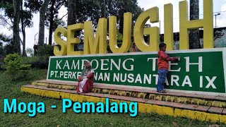 KAMPOENG TEH SEMUGIH MOGA - PEMALANG || PT. Perkebunan Nusantara