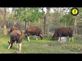 indian gaur bison കാട്ടുപോത്ത്