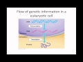 Bio 3 Molecular Biology of the Gene