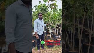 இது போன்ற பெரிய புங்கன் கன்று தேவைப்பட்டால் SM gardening  நம்பருக்கு வாய்ஸ் மெசேஜ் அனுப்பவும் #smgar