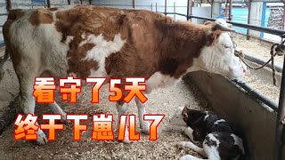 东北农村养牛大伟，看守了5个日夜终于下犊了，喜获小母牛一头