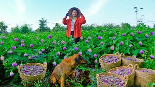 Harvesting Purple CA PHAO Goes To Market Sell - Growing Snake Gourd, Daily Life | Tieu Lien