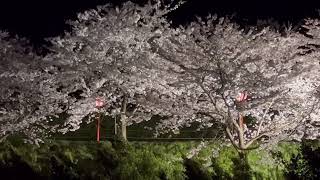 大河津分水桜並木のライトアップ