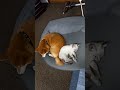 柴犬ポンちゃんと柴ねこコウタン　初めて一緒に寝んね🐶🐱💤