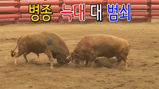 청도소싸움 2023.08.05  제5경기 병종  늑대 / 범쇠