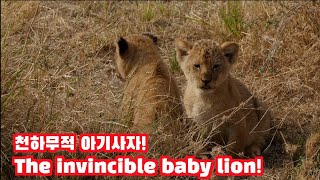 The invincible baby lion! [Africa SafariPlus⁺]45