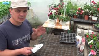 CUCUMBERS. THE EASIEST AND SIMPLEST WAY OF PLANTING THE SEEDLINGS.