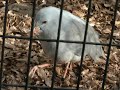 カグー　野毛山動物園