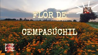 FLOR DE CEMPASÙCHIL (Tradición, Leyenda y Cultivo)