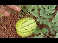 Growing watermelons.  How to hand pollinate watermelon flowers.