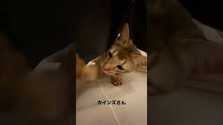 【カインズ猫グッズ紹介】大好きなおもちゃで遊ぶ猫が可愛すぎる。。。