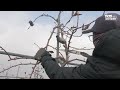 pruning arisu apples