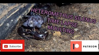 HETEROMETRUS SILENUS TIME LAPSE MOULTING