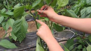 HOW TO PRUNE GREENHOUSE BELL PEPPERS FOR BEST PRODUCTION!