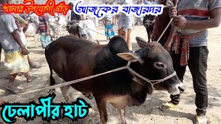 ঢেলাপীর হাটে খামার উপযোগী দাঁতাল ও আগর ষাঁড় কত দামে দেখুন | Bullmarket | Dhelapirhaat