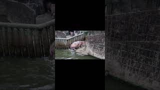 Hippo is soaking in the water 河馬泡水#Kaohsiung City Shoushan Zoo#高雄壽山動物園#hippo