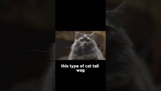 Cat Focused or Irritated? CAT TAIL LANGUAGE - CAT BEHAVIOR