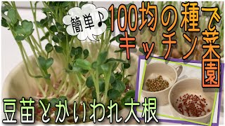 ＃5 簡単！100均の種で育てるキッチン菜園【かいわれ大根と豆苗】