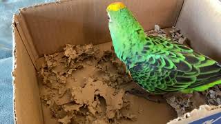 Leo The Jardine’s Parrot And His Box