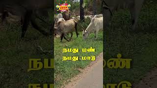 ஆநிரை செல்வங்கள்!! நமது மண் - நமது மாடு  #tamilnadu #cattle #indiancow #jallikattu #manjuvirattu