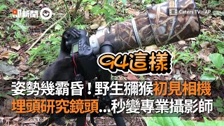 野生獼猴初見相機　埋頭研究鏡頭...秒變專業攝影師｜動物