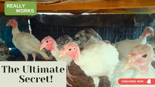 How to get more turkeys quickly