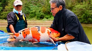 How to select quality Koi | JUMBO Koi harvest #2