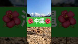 🏖️海の日特別版🏖️沖縄〜!! #沖縄  #海 #カニ  #生き物 #shorts #アテレコ #砂浜