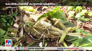 കോതമംഗലത്ത് കാട്ടാനയാക്രമണം Kothamangalam|Elephent